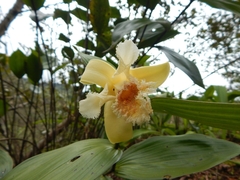 Sobralia fimbriata