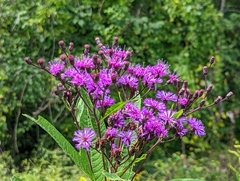 Vernonia gigantea