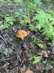 Boletus subvelutipes
