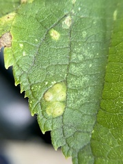 Pachypsylla celtidisvesicula