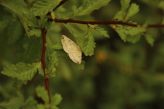 Psamatodes abydata