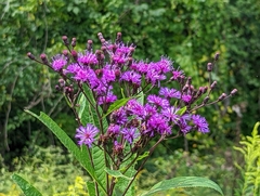 Vernonia gigantea