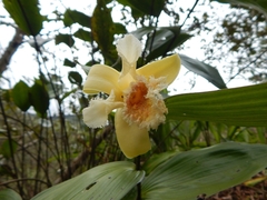 Sobralia fimbriata