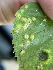 Pachypsylla celtidisvesicula