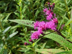 Vernonia gigantea