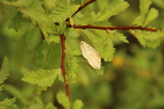 Psamatodes abydata