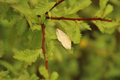 Psamatodes abydata