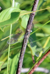 Lestes unguiculatus