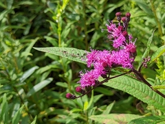 Vernonia gigantea