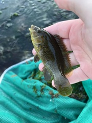 Tautogolabrus adspersus