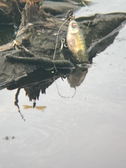 Perithemis tenera