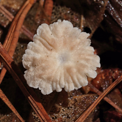 Marasmius capillaris