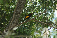 Sericulus chrysocephalus