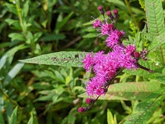 Vernonia gigantea