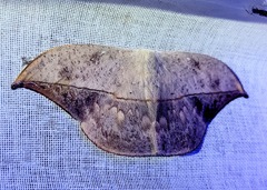 Oxytenis modestia
