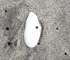Megangulus bodegensis