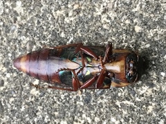 Buprestis rufipes