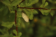 Psamatodes abydata