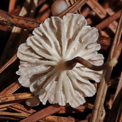 Marasmius capillaris
