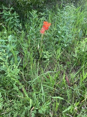 Asclepias lanceolata