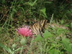 Papilio multicaudata