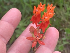 Asclepias lanceolata