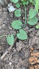 Convolvulus arvensis