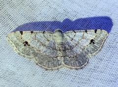 Frederickia nigricomma