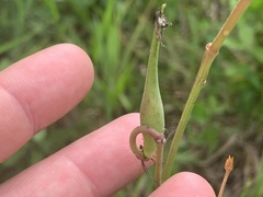 Asclepias lanceolata