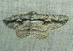 Anavitrinella pampinaria