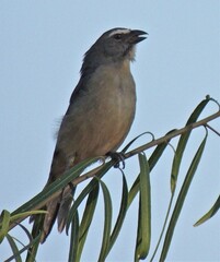 Saltator coerulescens