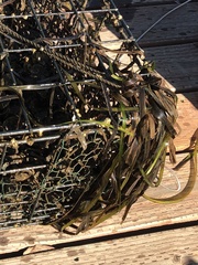 Zostera