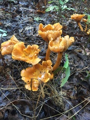 Turbinellus floccosus