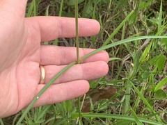 Asclepias lanceolata