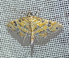 Ommatospila narcaeusalis