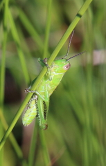 Melanoplinae
