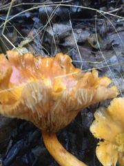 Turbinellus floccosus