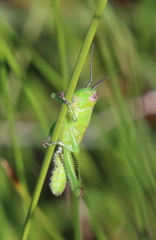Melanoplinae