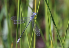 Lestes unguiculatus