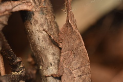 Tropidostethus angusticollis