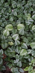 Lamium