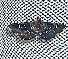 Diathrausta harlequinalis
