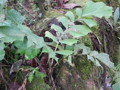 Aiphanes leiostachys