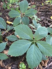 Parthenocissus inserta