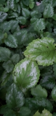 Lamium