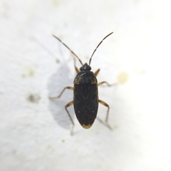 Rhyparochrominae