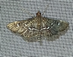 Diathrausta harlequinalis