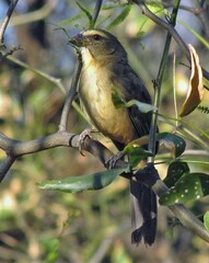 Saltator coerulescens