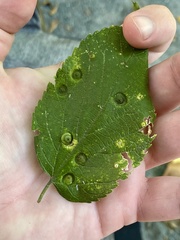 Pachypsylla celtidisumbilicus