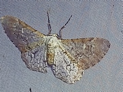 Thyrinteina arnobia